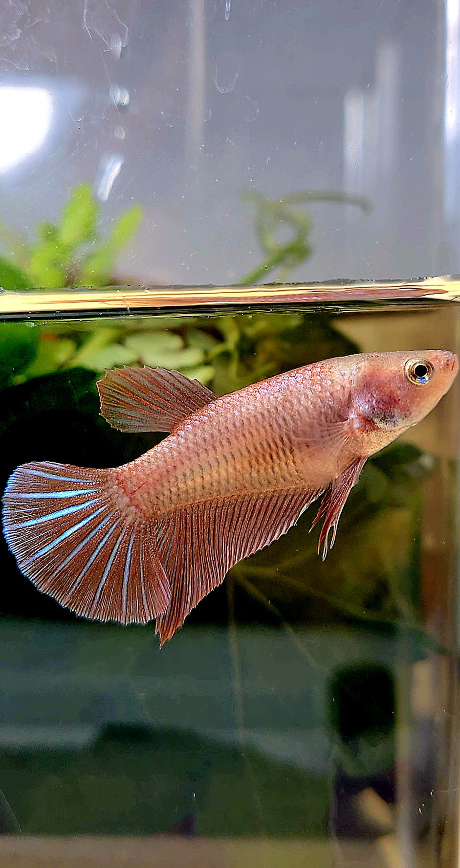 FEMALE PLAKAT MAGENTA BETTA FISH