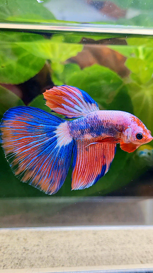 HALFMOON FANCY PINK FLAMINGGO BLUE BETTA FISH