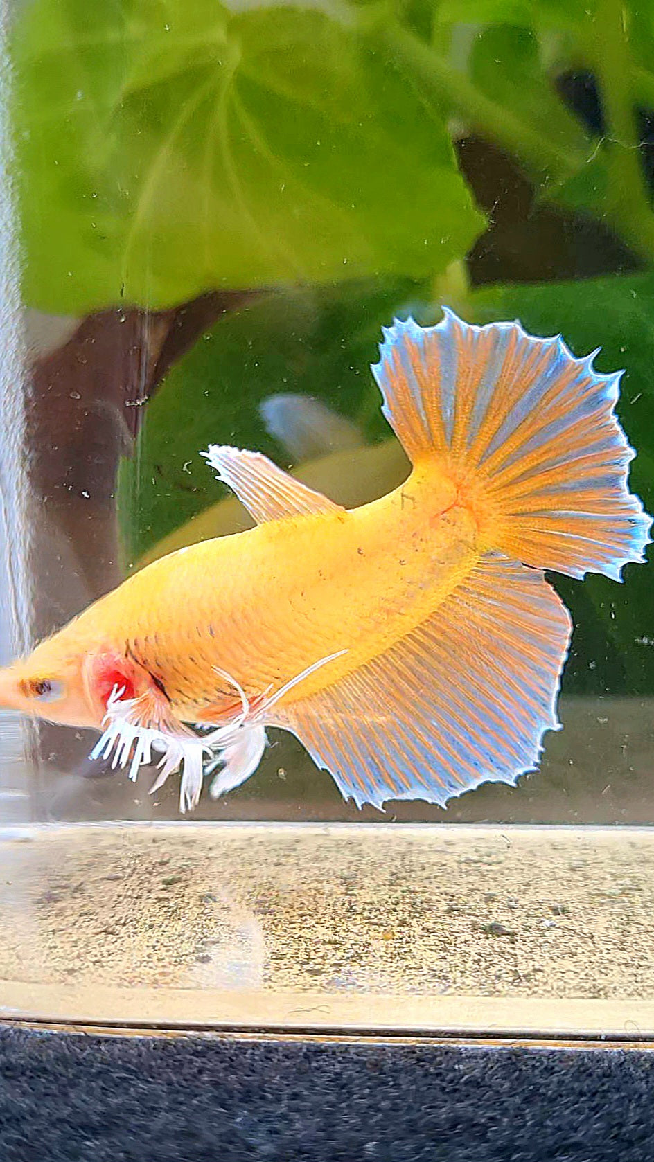 FEMALE HALFMOON DUMBO EAR ORANGE BETTA FISH
