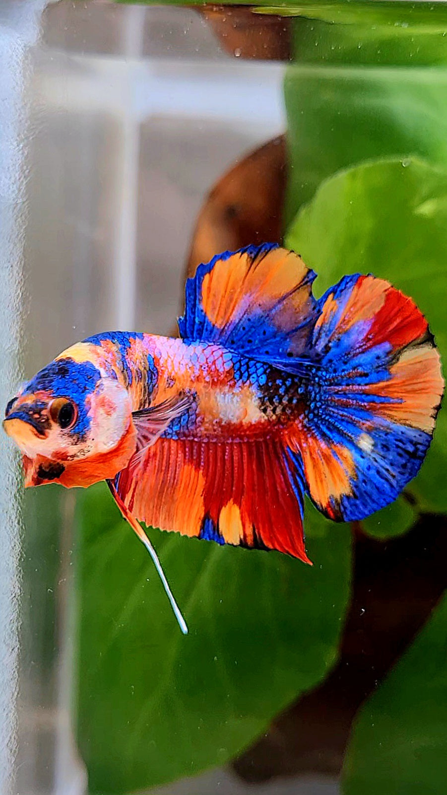 PLAKAT METALLIC MULTICOLOR ORANGE BASE BETTA FISH
