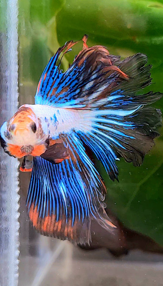 HALFMOON ROSETAIL BLUE FANCY RIM BETTA FISH
