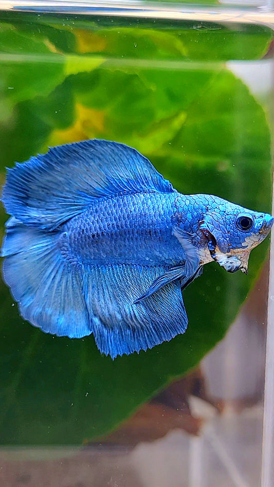 HALFMOON DOUBLE TAIL FANCY BLUE BETTA FISH