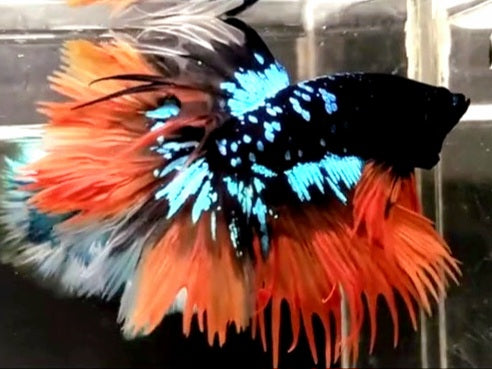 LUXURY CROWNTAIL HALFMOON BLACKSTAR GALAXY AVATAR BLUE ORANGE NEMO BETTA FISH