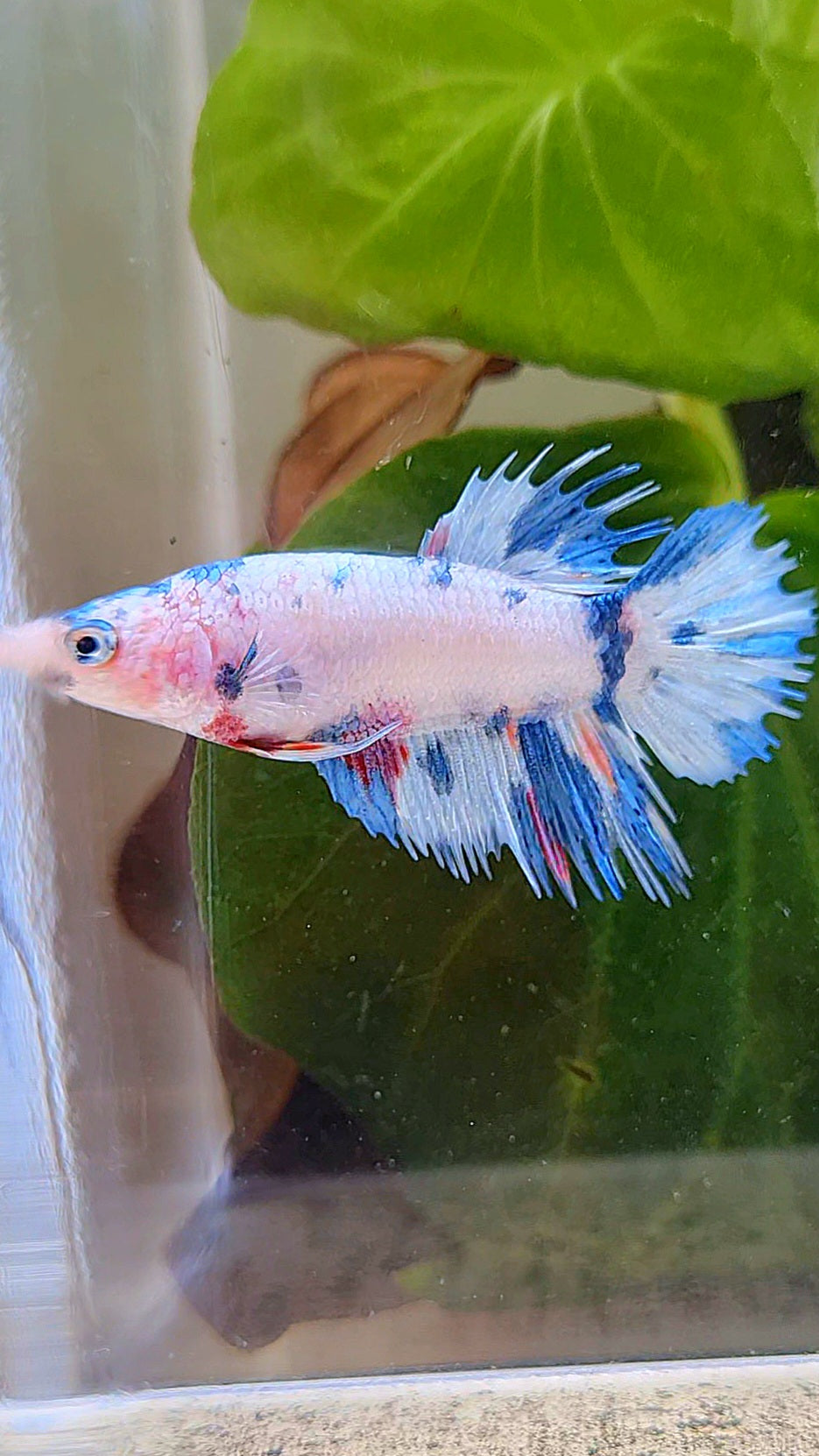 FEMALE CROWNTAIL WHITE CANDY BLUE MULTICOLOR BETTA FISH