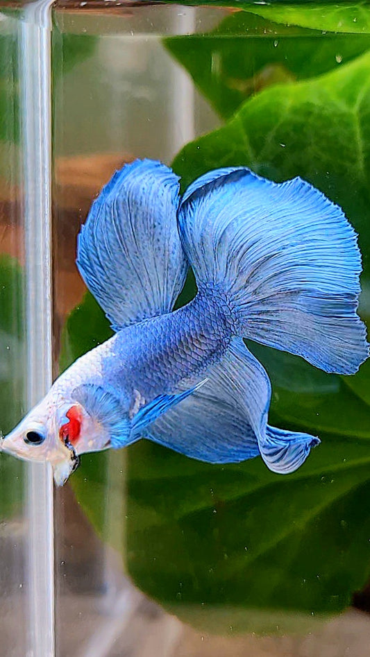 HALFMOON BLUE WHITE FACE BETTA FISH