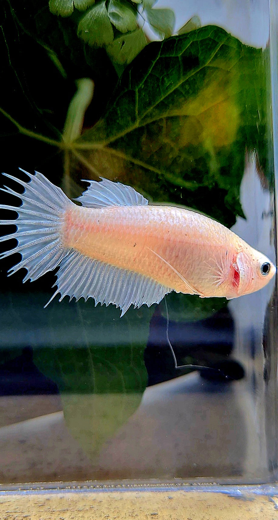 FEMALE CROWNTAIL PLAKAT WHITE BETTA FISH