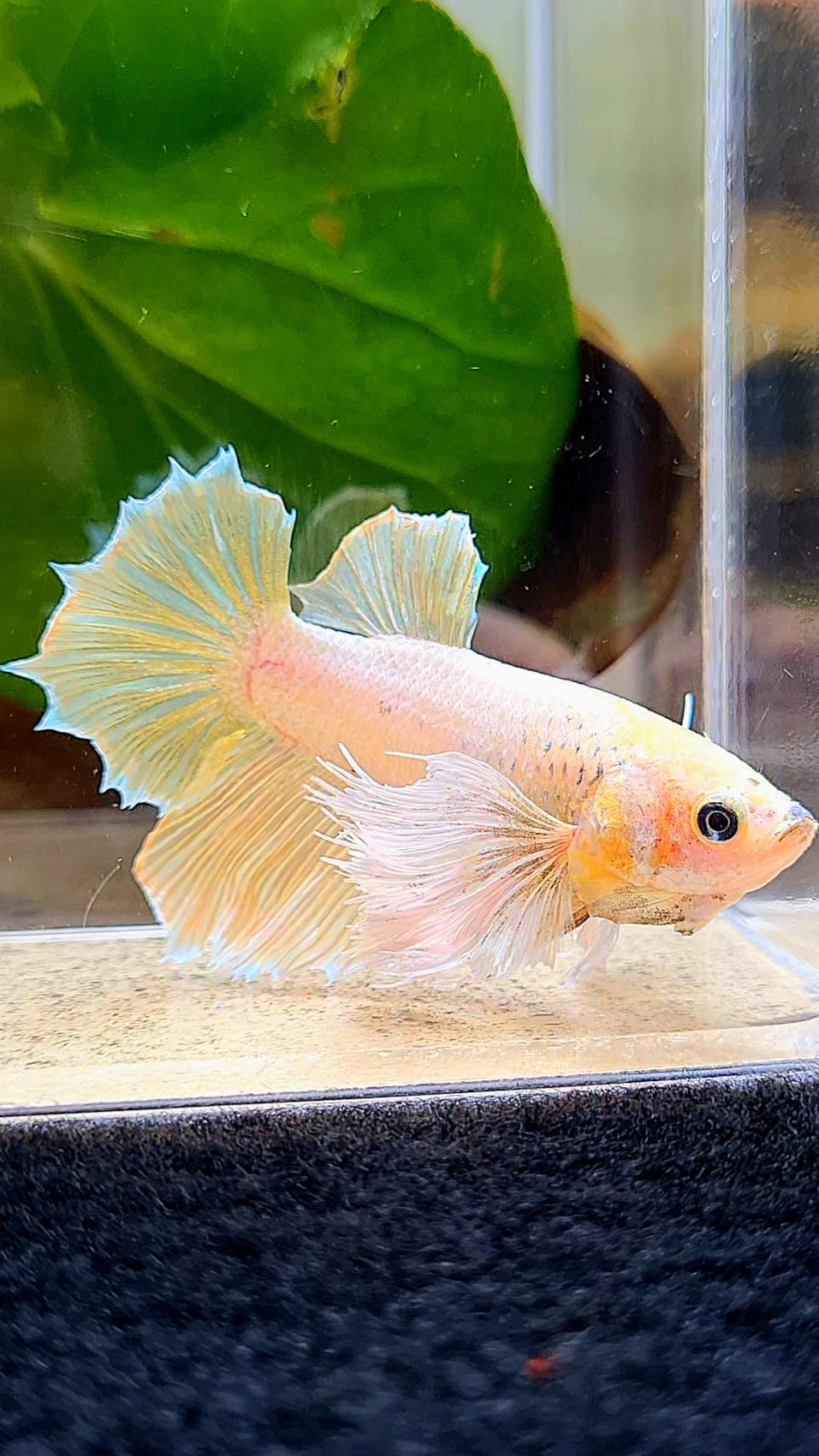 FEMALE HALFMOON DUMBO EAR YELLOW BETTA FISH