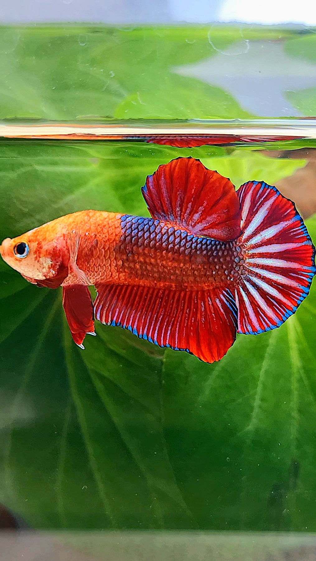 PLAKAT RED FANCY MONKEY FACE BETTA FISH