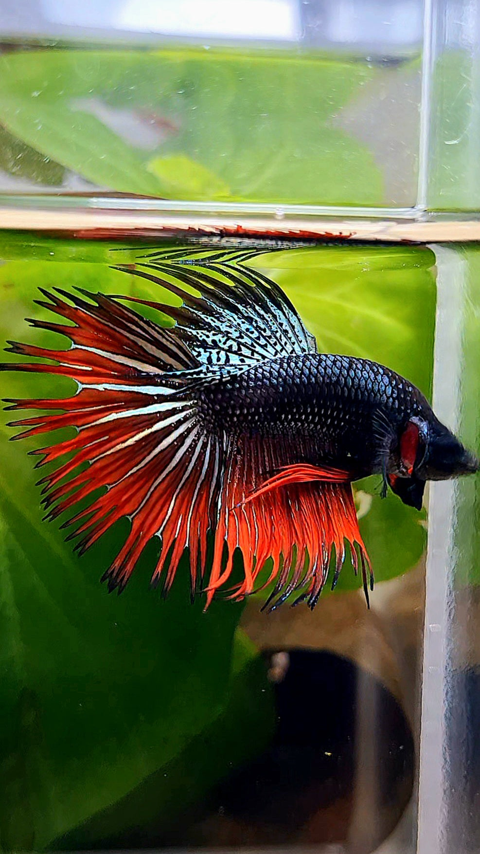 CROWNTAIL IMBELLIS ORANGE COPPER HYBRID WILD BETTA FISH