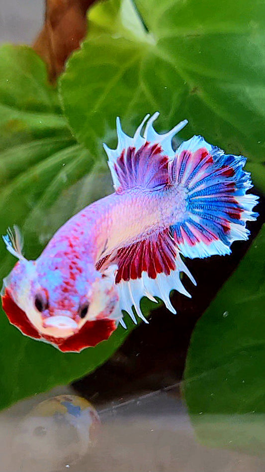 CROWNTAIL PLAKAT PINK FANCY FLAMINGGO BUTTERFLY BETTA FISH