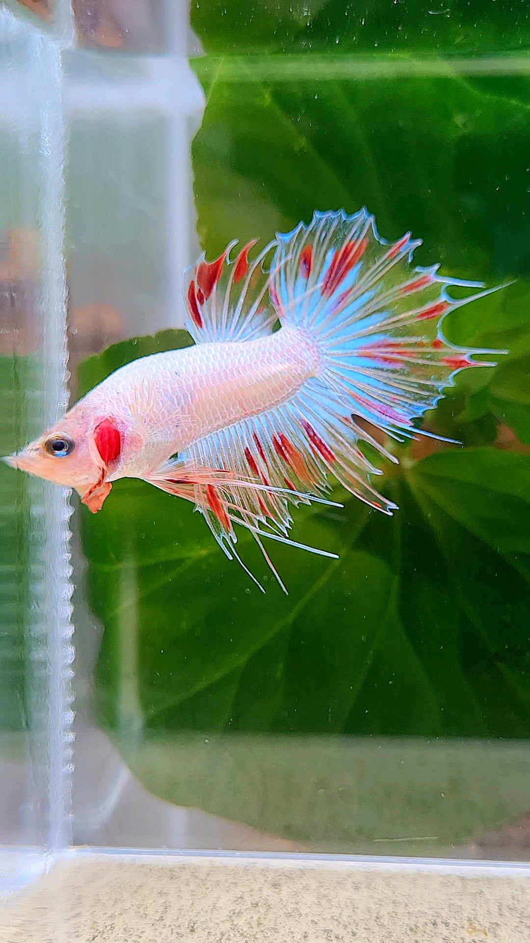 CROWNTAIL FANCY ARMAGEDDON BETTA FISH