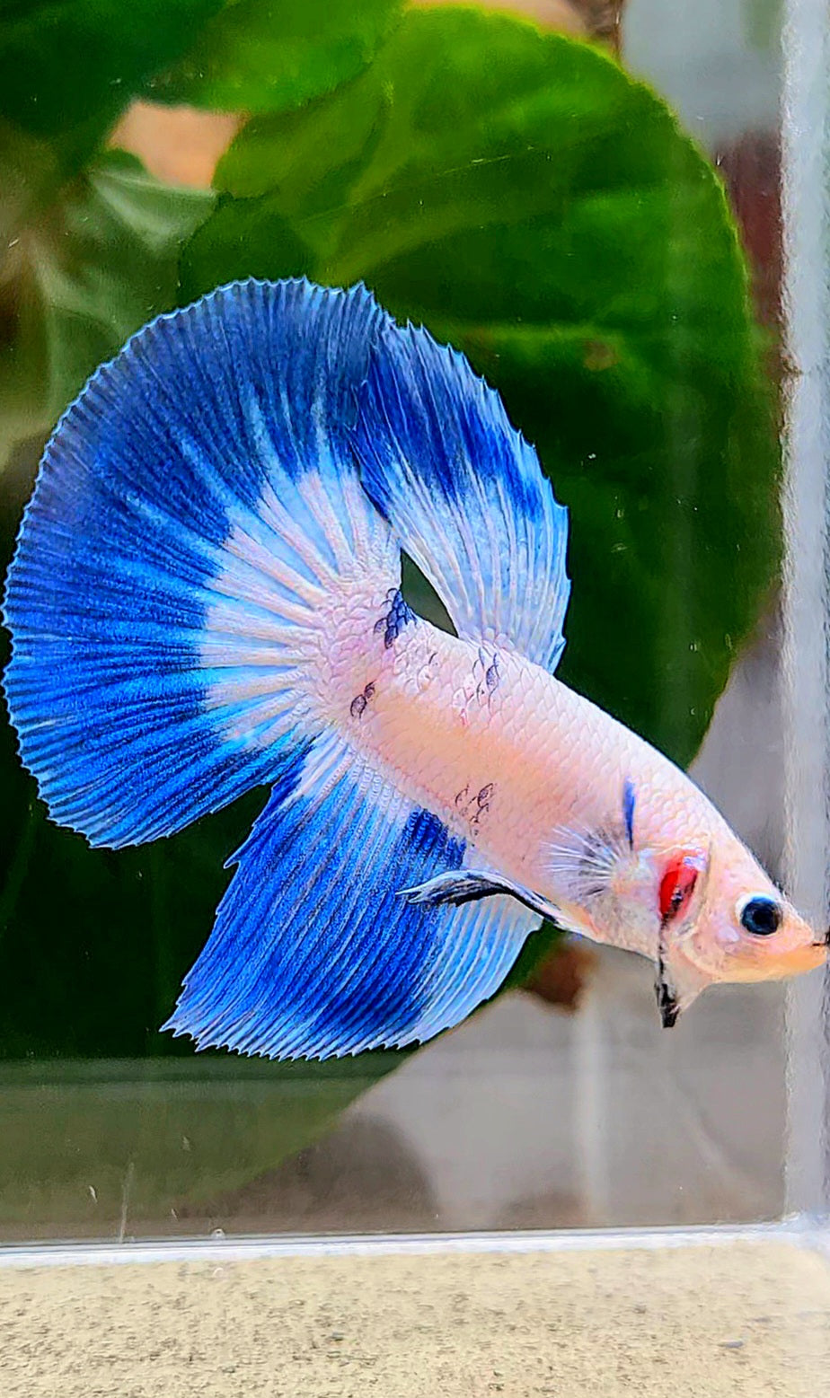 HALFMOON BLUE RIM DOTS MARBLE BETTA FISH