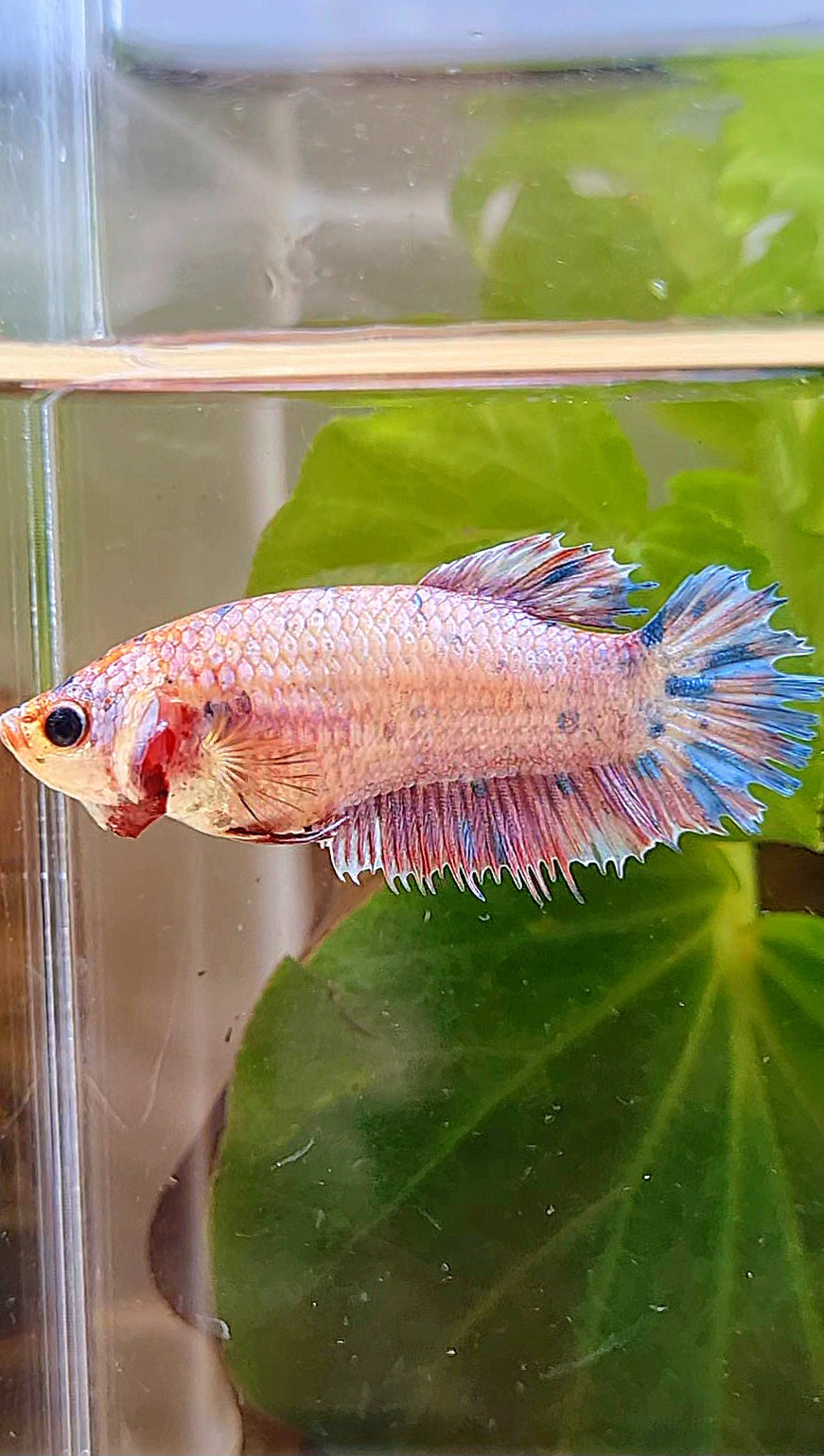 FEMALE CROWNTAIL PLAKAT CANDY MULTICOLOR BETTA FISH