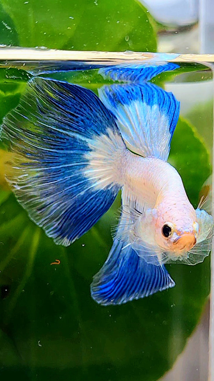 HALFMOON BLUE RIM BUTTERFLY BETTA FISH