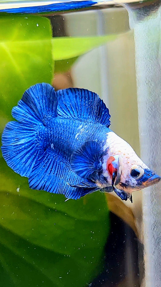 PLAKAT DOUBLETAIL SHORT BODY BLUE PANDA BETTA FISH