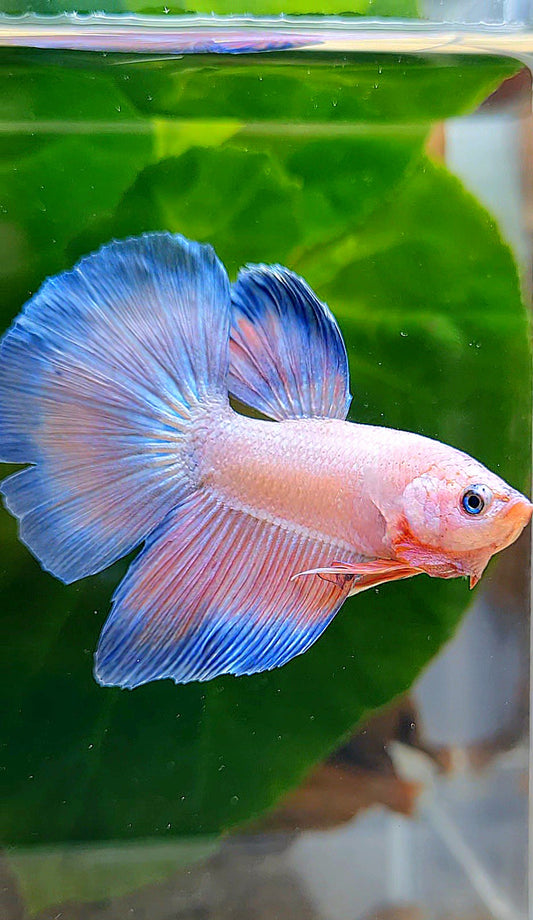 HALFMOON PINK FANCY FLAMINGGO PURPLE BETTA FISH