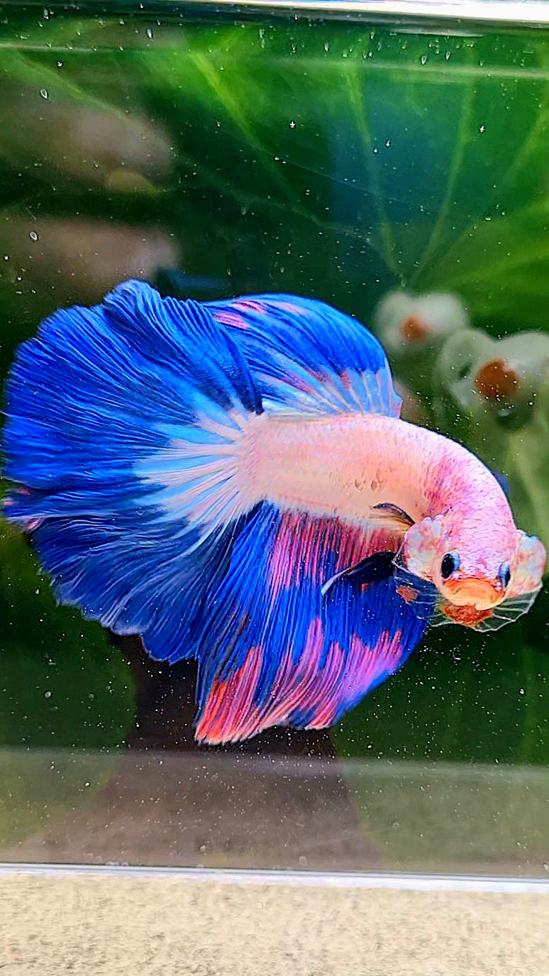 HALFMOON ROSETAIL PINK FANCY FLAMINGGO BLUE RIM BETTA FISH