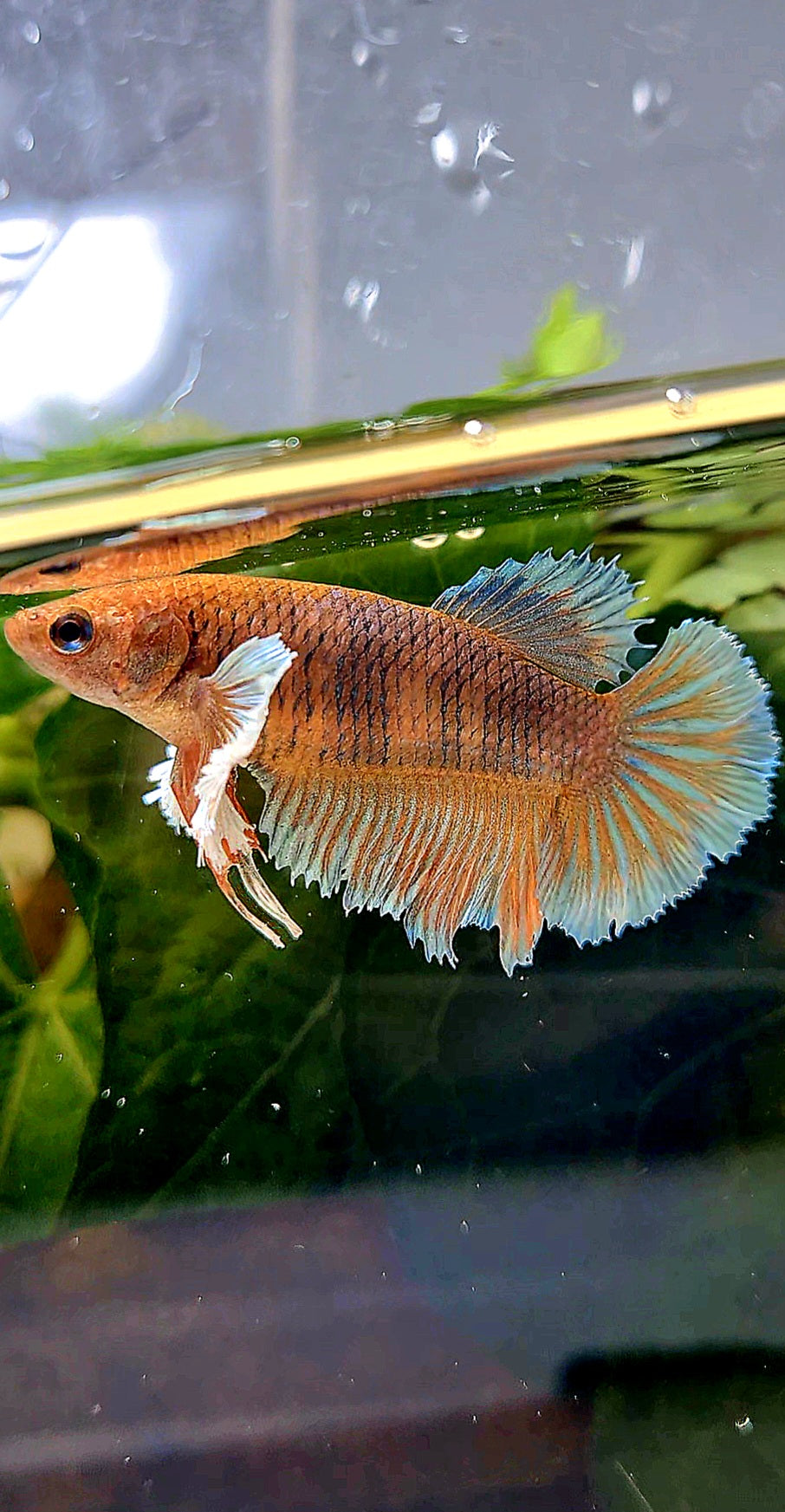 FEMALE HALFMOON DUMBO EAR ORANGE PINEAPPLE BETTA FISH