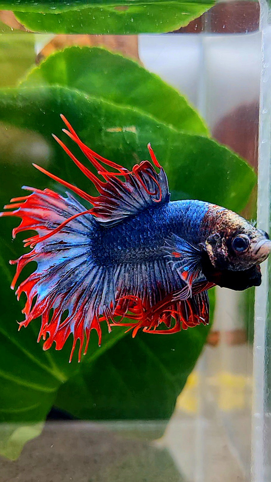 CROWNTAIL MASCOT MONKEY FACE BETTA FISH