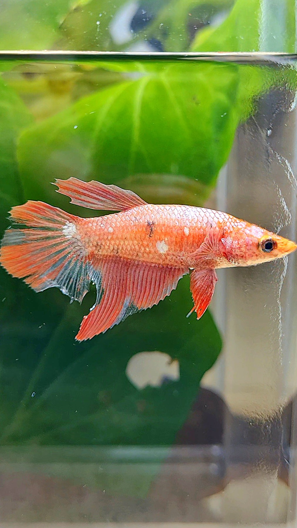 FEMALE HALFMOON RED COPPER FANCY BETTA FISH