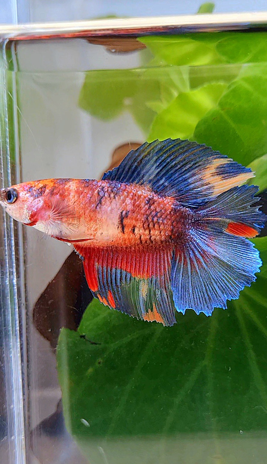 FEMALE HALFMOON DOUBLE TAIL RED KOI MULTICOLOR BETTA FISH