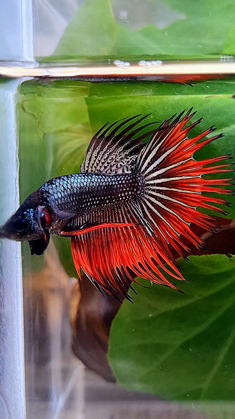 CROWNTAIL IMBELLIS ORANGE COPPER HYBRID WILD BETTA FISH