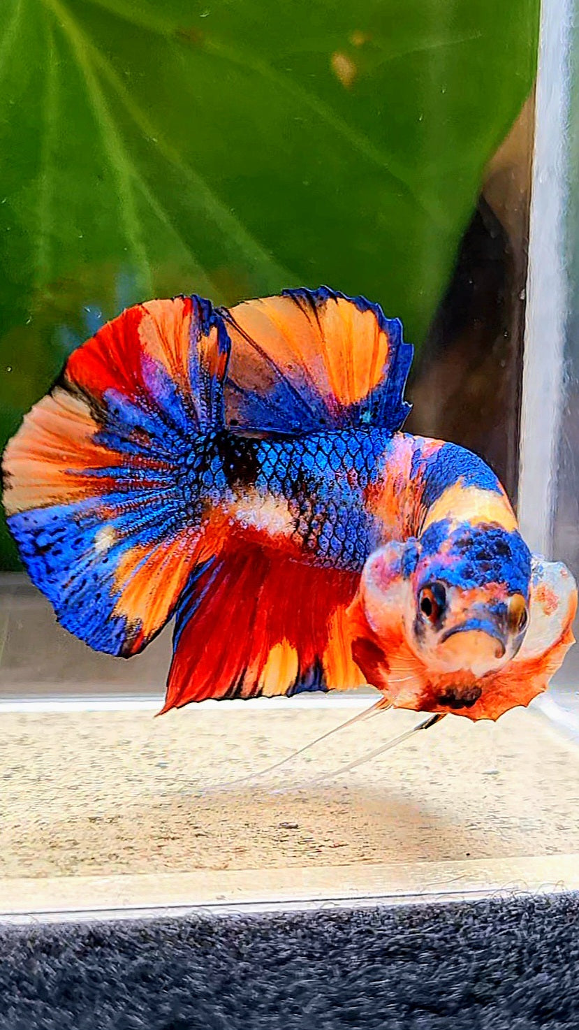 PLAKAT METALLIC MULTICOLOR ORANGE BASE BETTA FISH