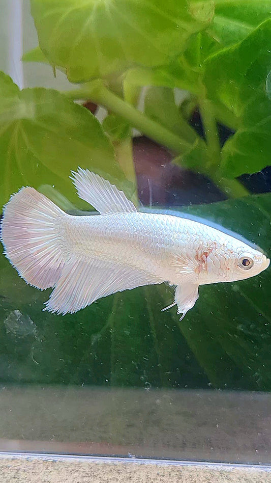 FEMALE HALFMOON COPPER RIM BETTA FISH