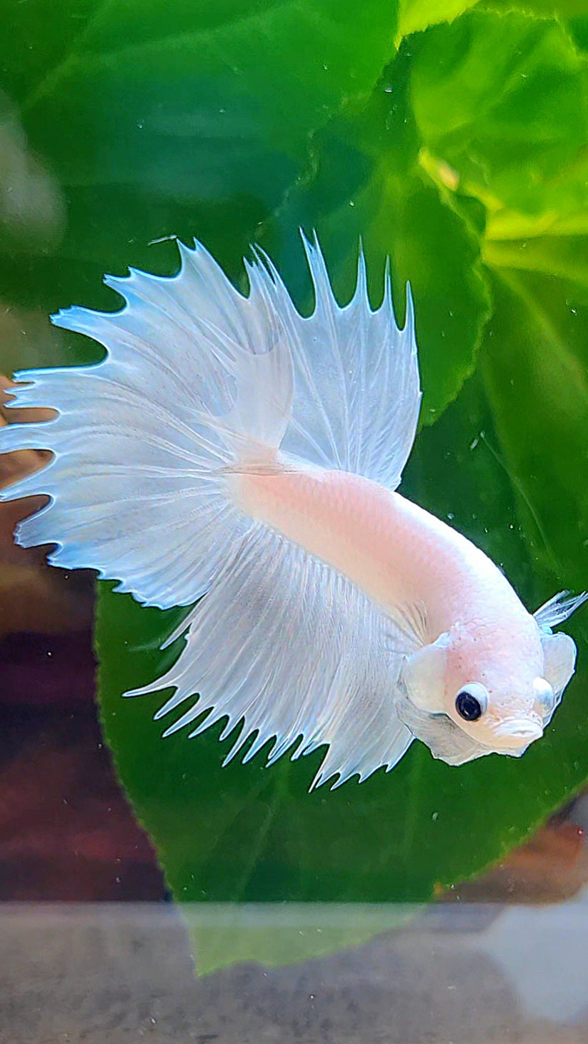 HALFMOON CROWNTAIL HALFSUN WHITE PLATINUM BETTA FISH