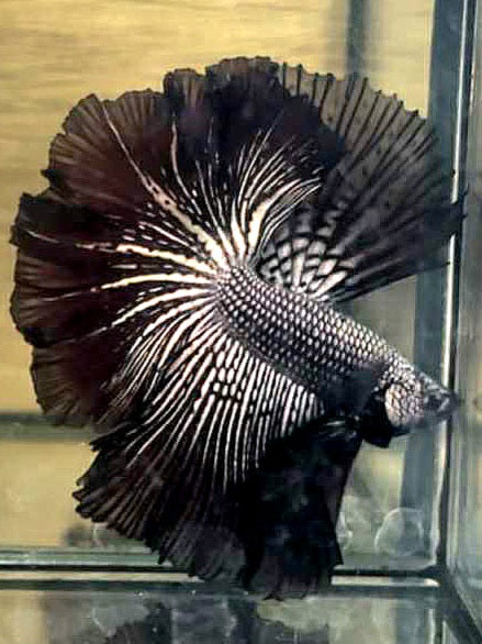 PAIR LUXURY HALFMOON ROSETAIL ALIEN COPPER HYBRID WILD BETTA FISH