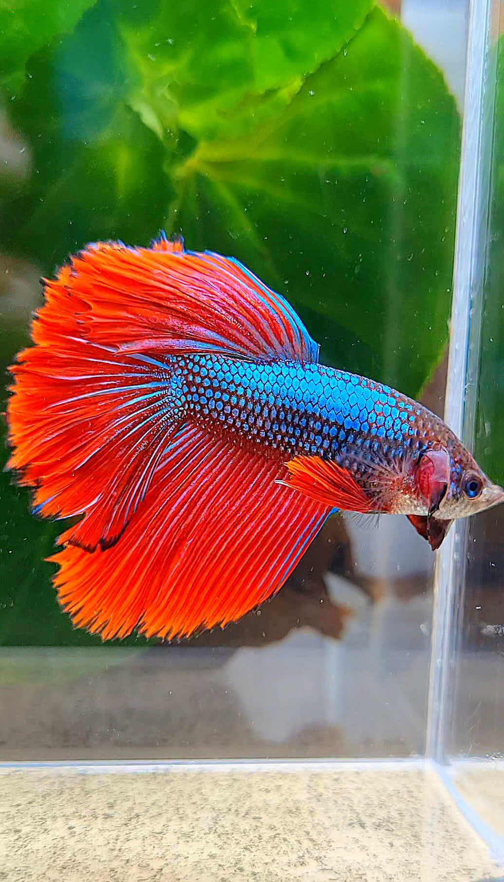 HALFMOON HYBRID IMBELLIS BLUE RED WILD BETTA FISH