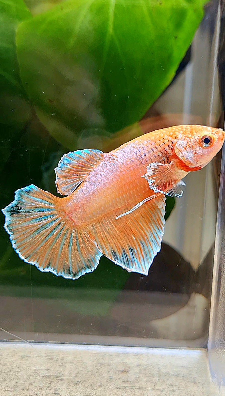 FEMALE HALFMOON ORANGE PINEAPPLE BETTA FISH