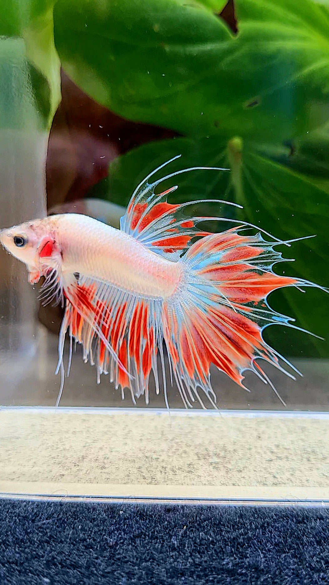 CROWNTAIL ARMAGEDDON FIRE BETTA FISH