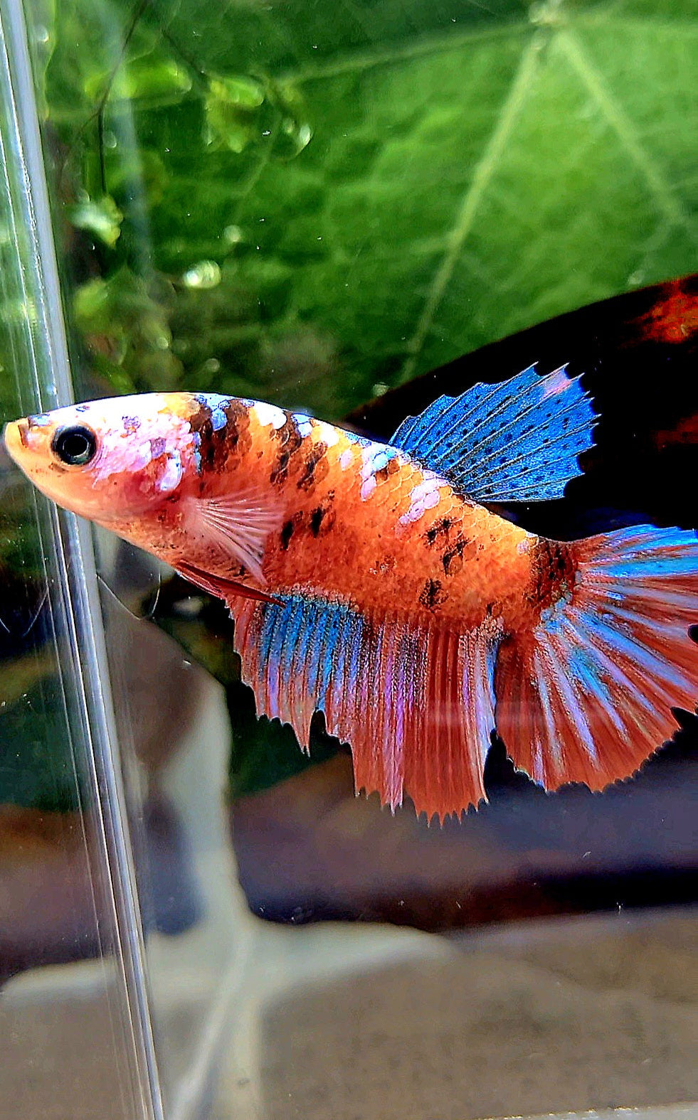 FEMALE HALFMOON RED GALAXY MULTICOLOR BETTA FISH