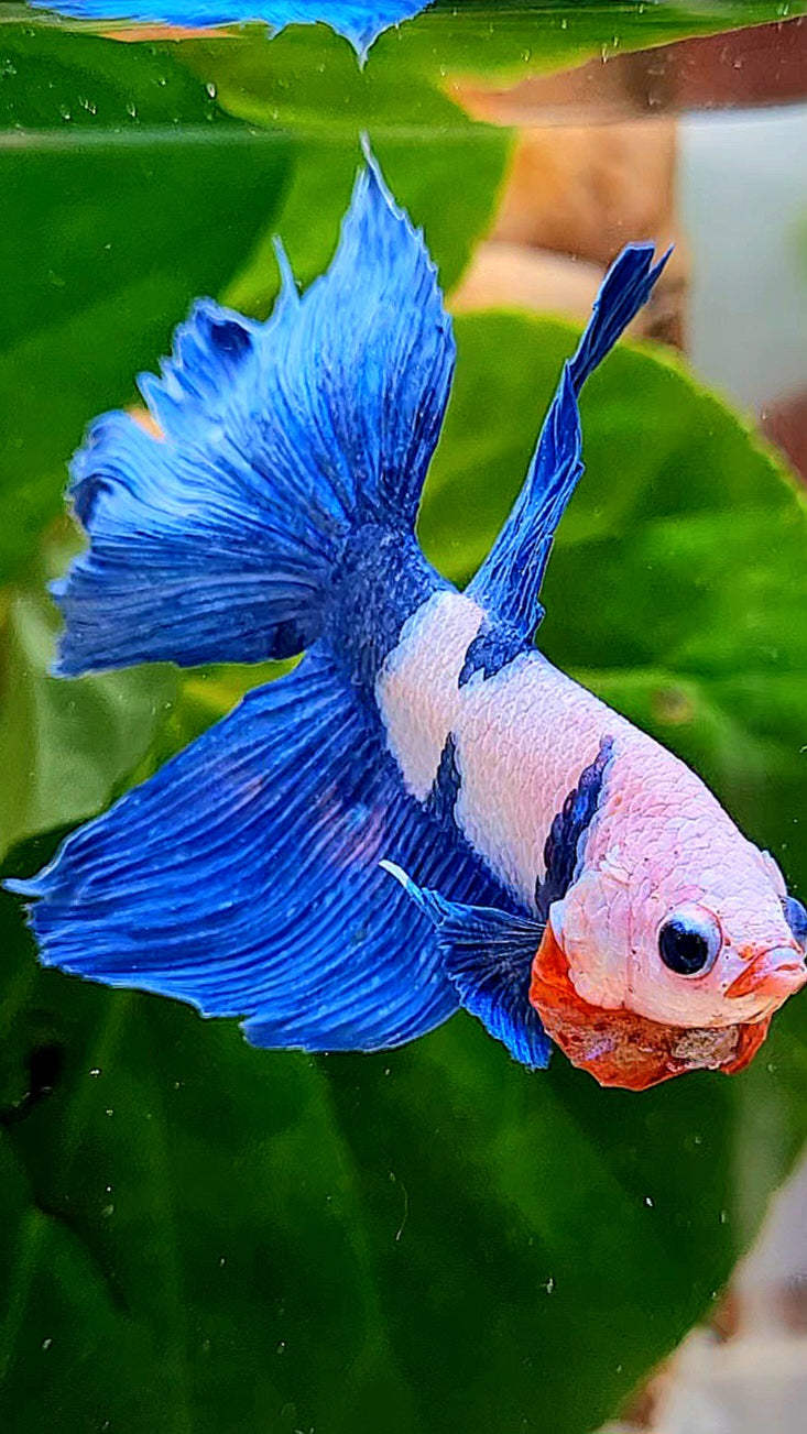 HALFMOON PINK FANCY FLAMINGGO BLUE DOT BETTA FISH