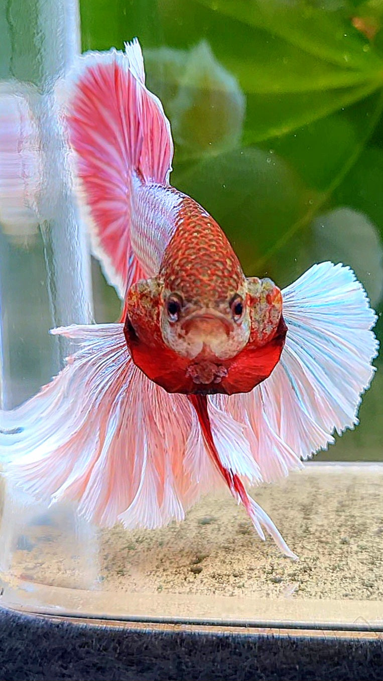 LUXURY HMPK SUPER DUMBO EAR PURPLE UNICORN BETTA FISH
