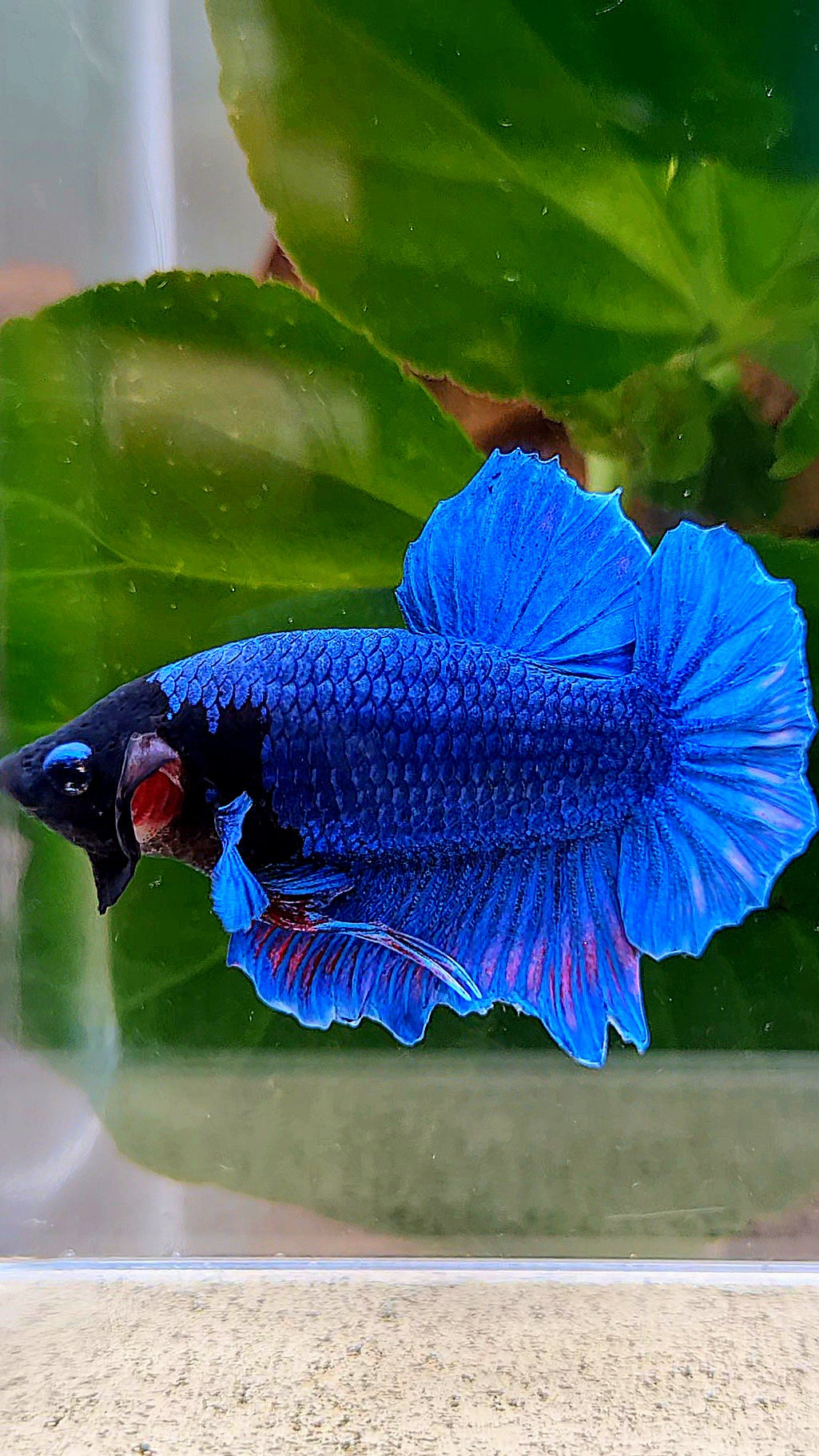 PLAKAT BLACK FACE BLUE BETTA FISH