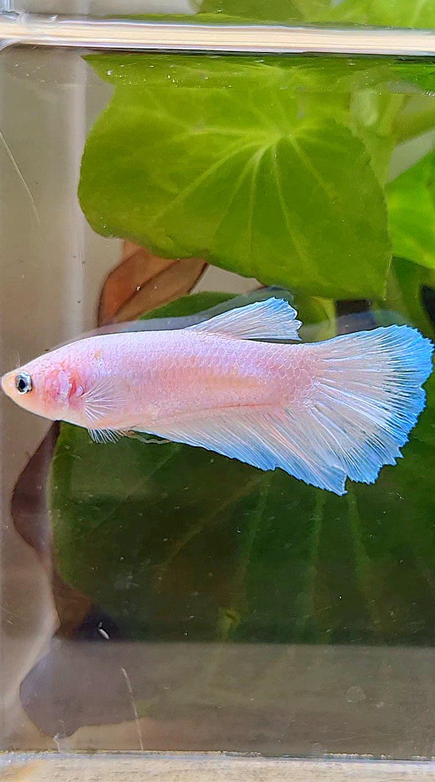 FEMALE HALFMOON WHITE BLUE THIN BETTA FISH