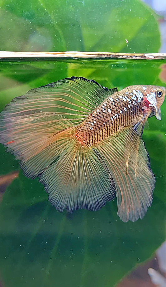 HALFMOON DOUBLE TAIL YELLOW SAMURAI MAMBA BETTA FISH