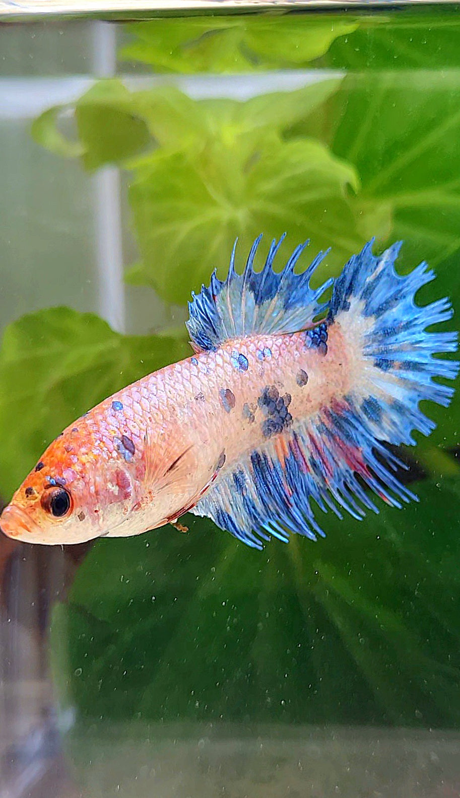 FEMALE CROWNTAIL CANDY BLUE DOTS MULTICOLOR BETTA FISH