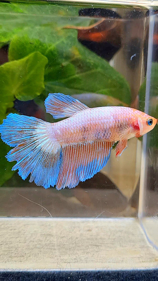 FEMALE HALFMOON PINK BLUE FLAMINGGO RIM BETTA FISH