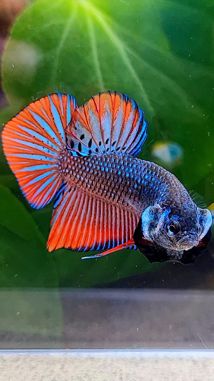 PLAKAT IMBELLIS ORANGE GREEN HYBRID WILD BETTA FISH