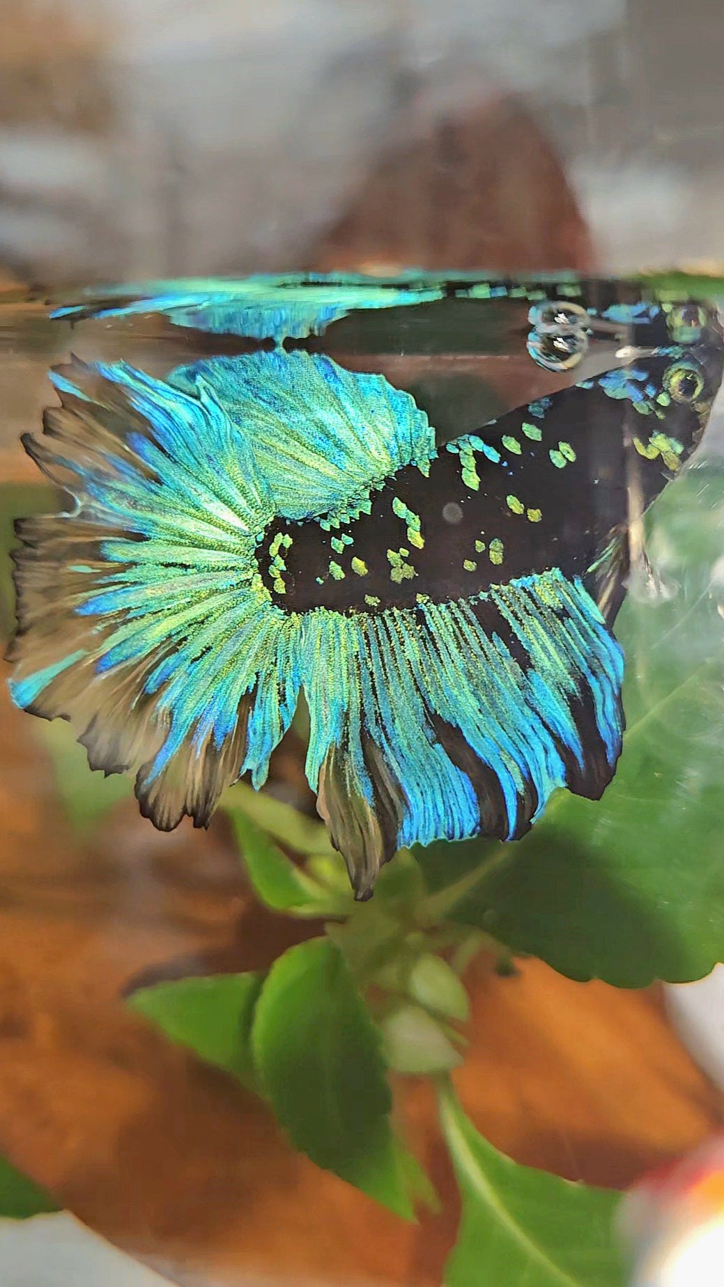 HALFMOON ROSETAIL BLACK GALAXY AVATAR BLUE YELLOW BETTA FISH