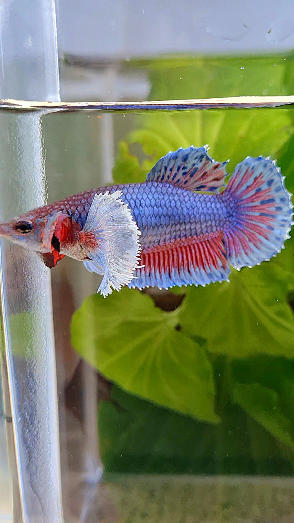 FEMALE PLAKAT SUPER DUMBO EAR BLUE PURPLE BETTA FISH