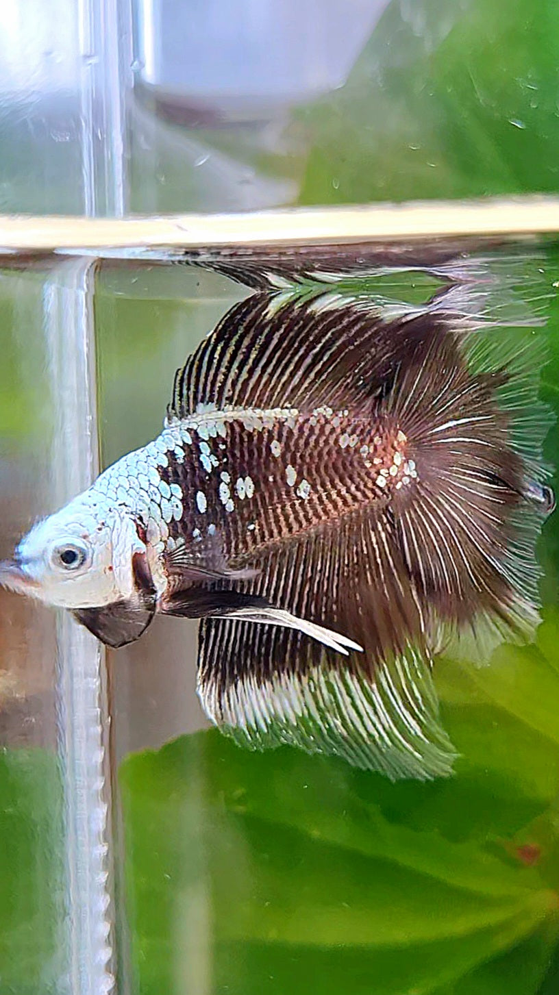 LUXURY HALFMOON DOUBLE TAIL BLACK MAMBA SNOW MASKING BETTA FISH