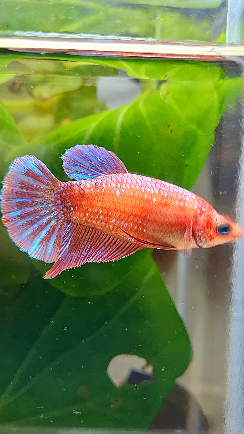 FEMALE PLAKAT PURPLE FANCY BETTA FISH