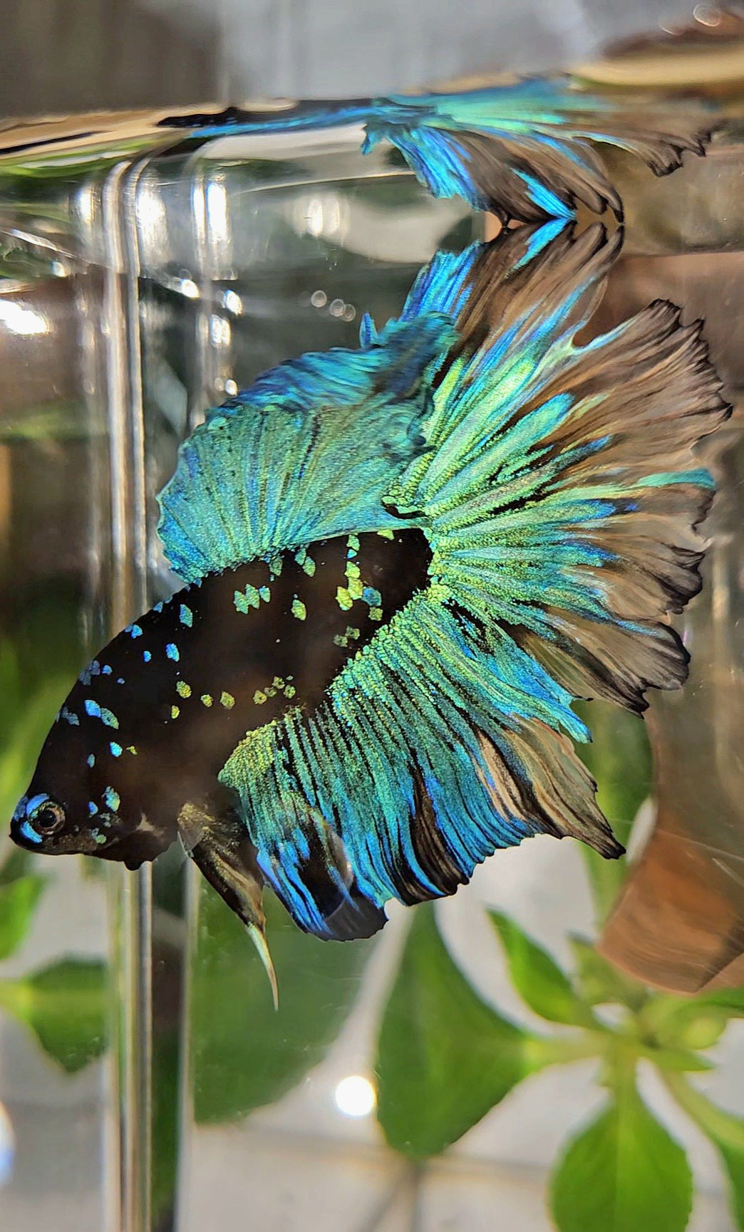 HALFMOON ROSETAIL BLACK GALAXY AVATAR BLUE YELLOW BETTA FISH