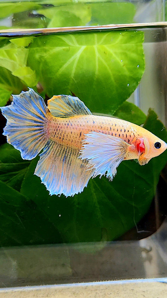 FEMALE HALFMOON DUMBO EAR YELLOW MASCOT BETTA FISH