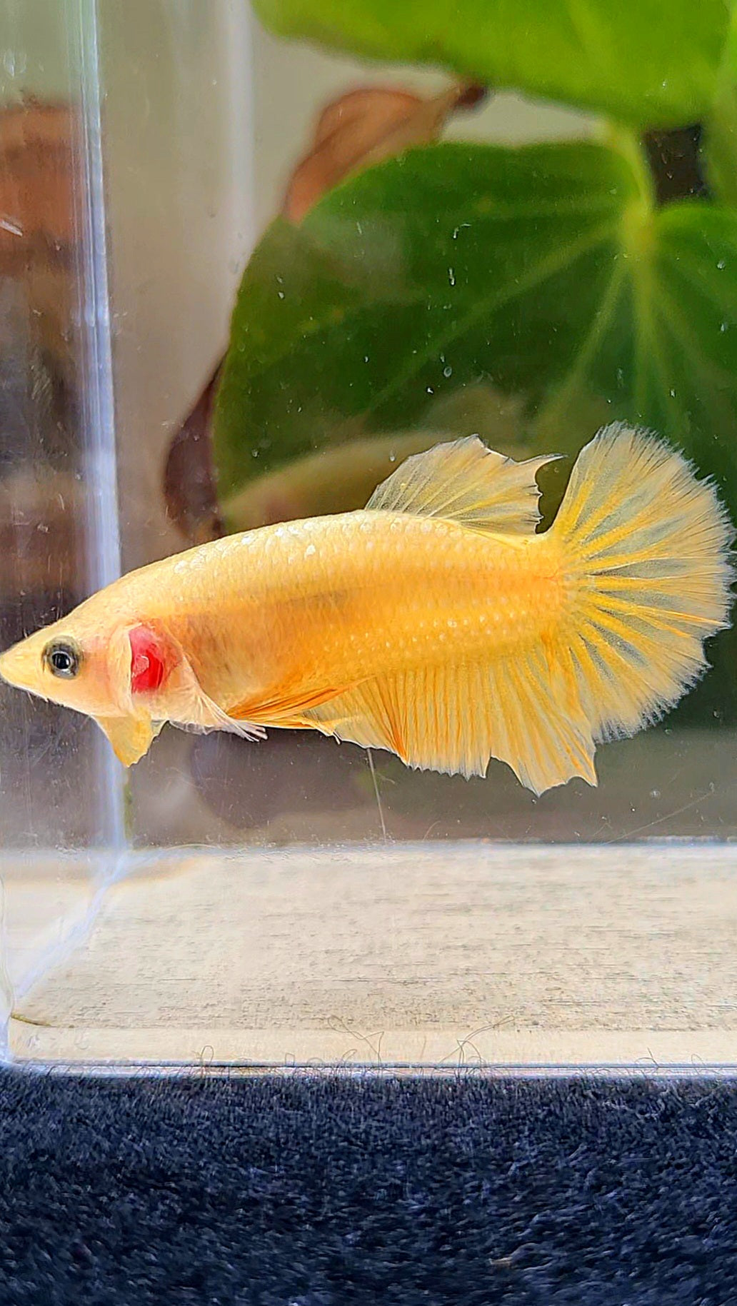 FEMALE PLAKAT SUPER GOLD BETTA FISH