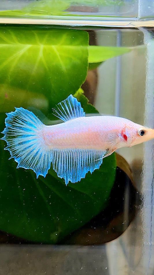FEMALE HALFMOON WHITE CELLOPHANE BETTA FISH